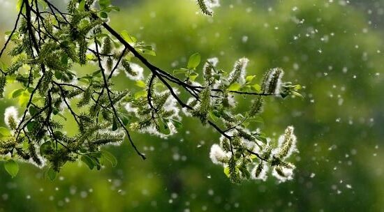 گیاهان آلرژی زا | گل لر | آشنایی با انواع گیاهان آپارتمانی آلرژی زا