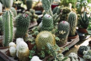 کاکتوس و ساکولنت | گل لر | تفاوت کاکتوس و ساکولنت | نگهداری کاکتوس و ساکولنت
