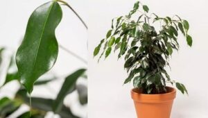 گیاهان تصفیه کننده هوا | گل لر | فروش گل و گیاه آنلاین | گیاهان خانه و محل کار