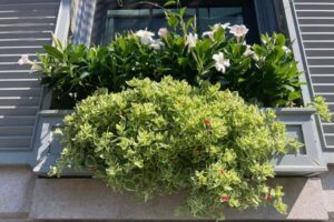 گل ناز | گل لر | راهنمای نگهداری گل ناز | گیاهان مقاوم | گیاه رونده | گل ناز یخی