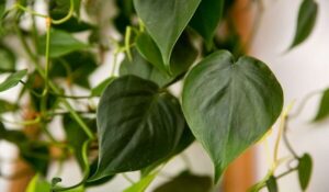 فیلودندرون اسکاندنس | گل لر | انواع اسکاندنس | روش نگهداری اسکاندیس