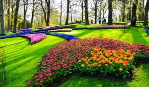 فرهنگ گل و گیاه | گل لر | نماد گل کشورهای مختلف