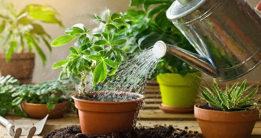 آبیاری گیاهان آپارتمانی | گل لر | اشتباهات آبیاری گیاهان | پیشگیری و درمان