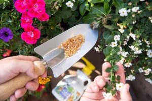 افزایش گلدهی گیاهان آپارتمانی | گل لر | نکات عملی و کاربردی | روش گل‌دهی گیاه